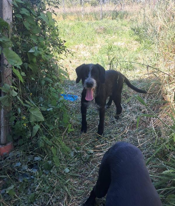 Thor & Loky, due giovanotti in cerca di casa Foto 5